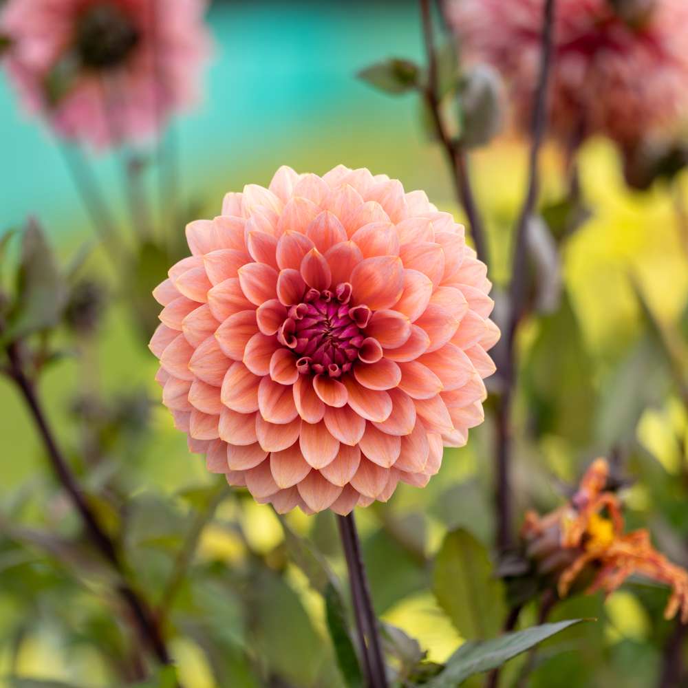 Dahlia 'Sweet Sanne'